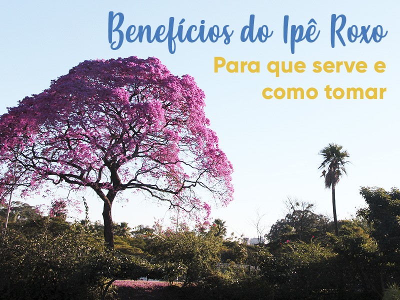 Benefcios do Ip Roxo: para que serve e como tomar